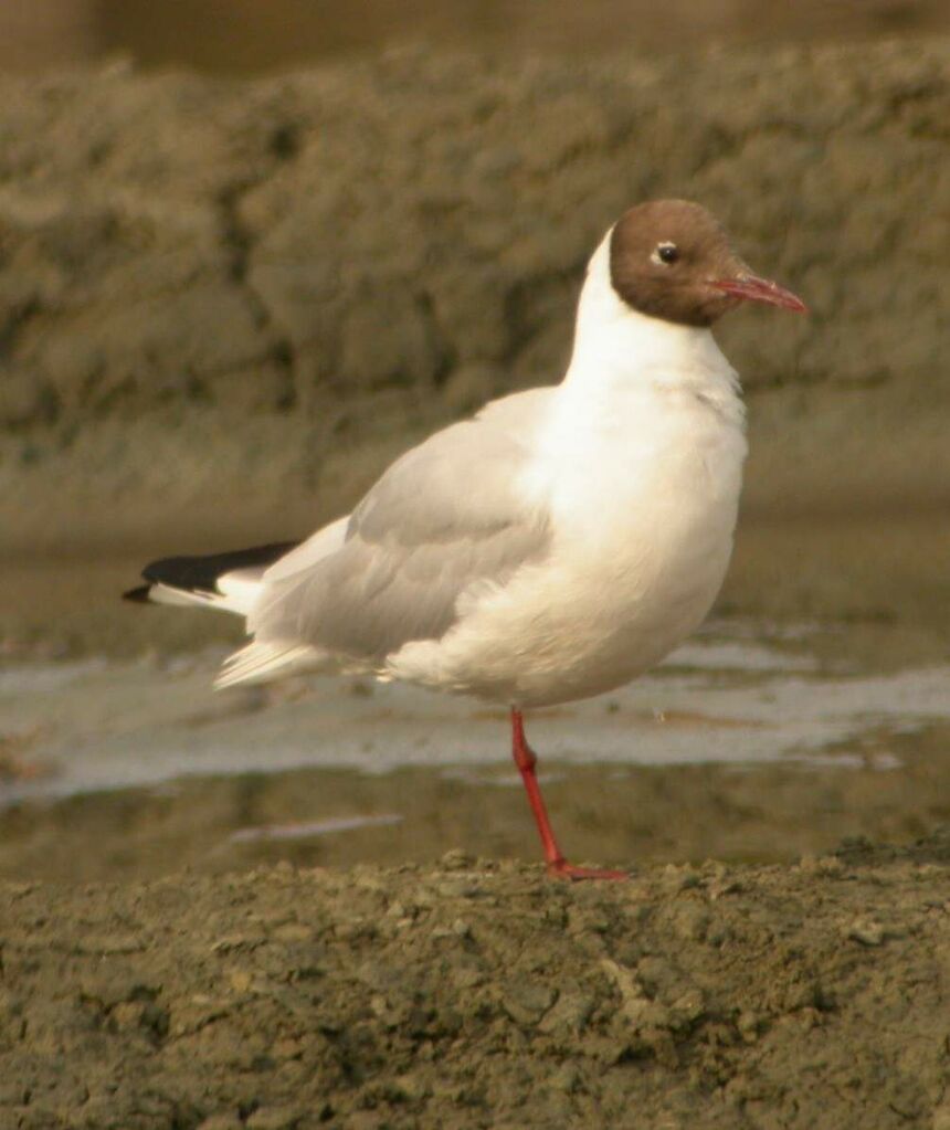 Mouette rieuse