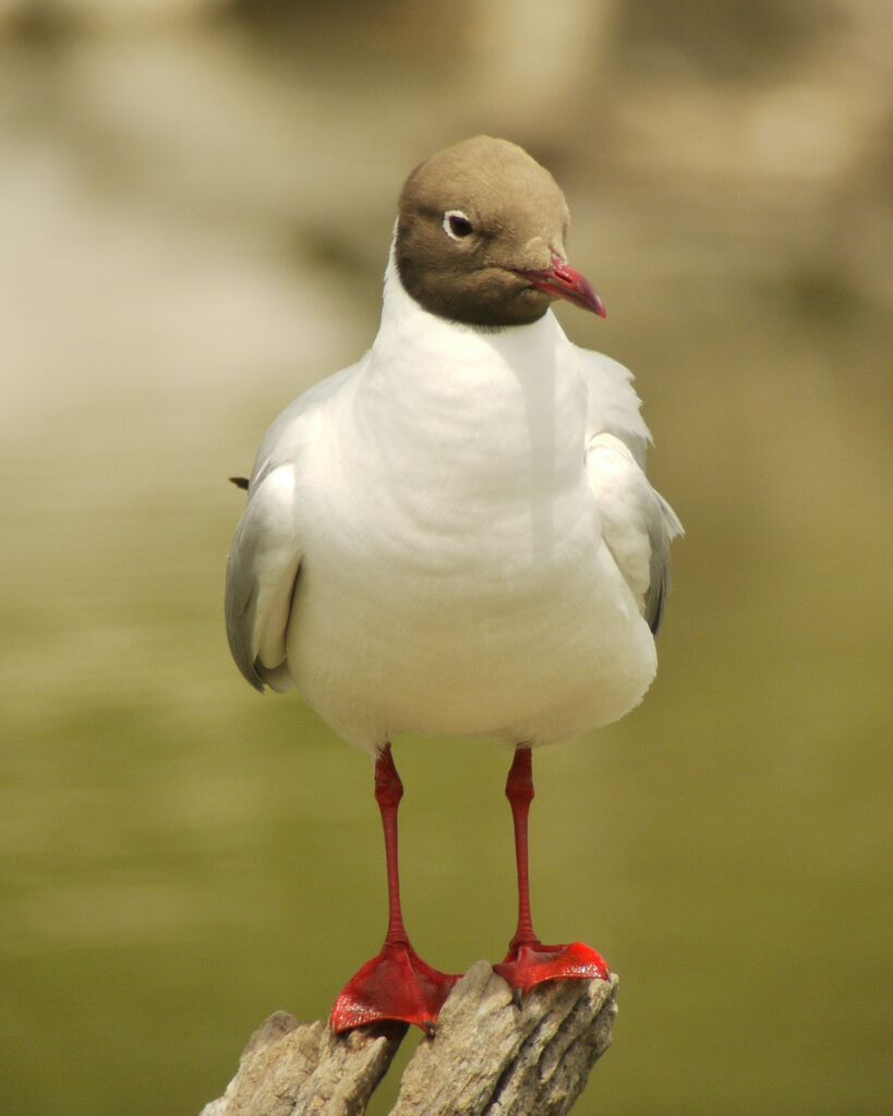 Mouette rieuse mâle adulte nuptial, identification