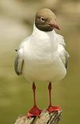 Black-headed Gull