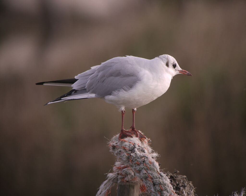 Mouette rieuseadulte internuptial, identification