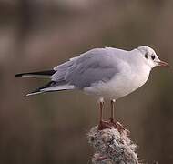 Black-headed Gull