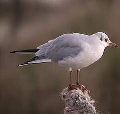 Mouette rieuse