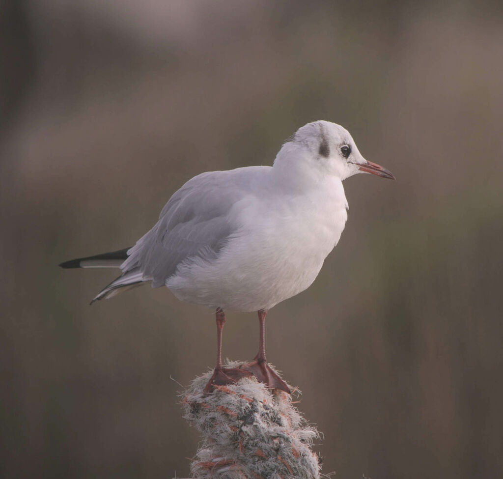 Mouette rieuseadulte internuptial, identification