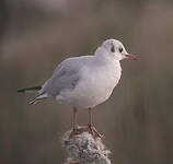 Mouette rieuse