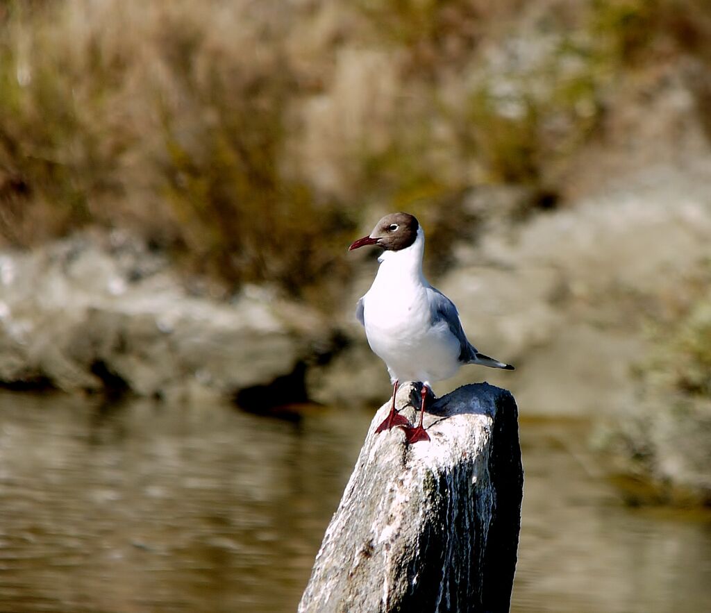 Black-headed Gulladult breeding, identification