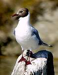 Mouette rieuse