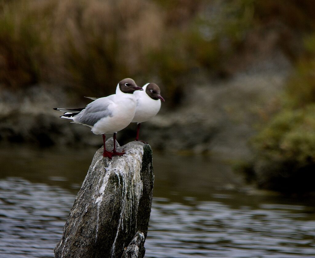 Mouette rieuse