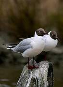 Mouette rieuse