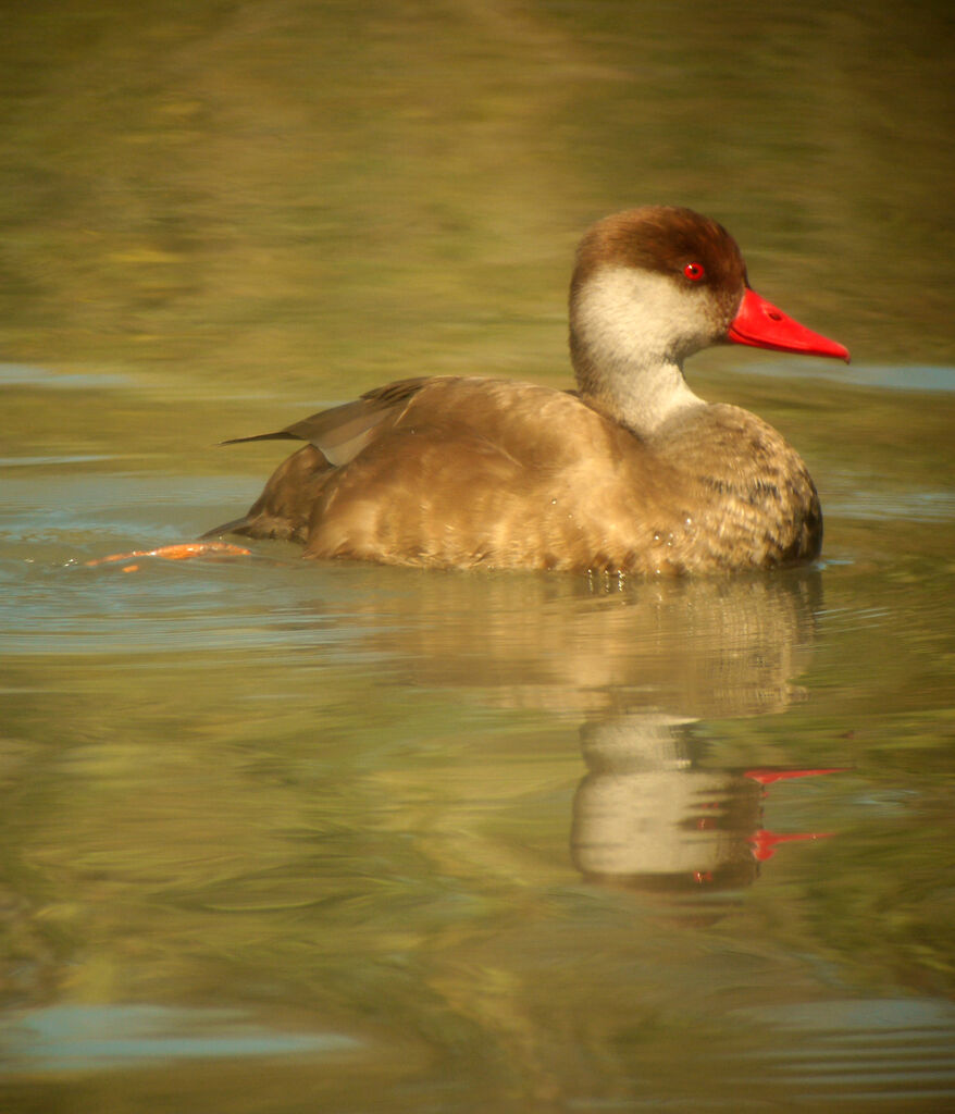 Nette rousse, identification