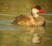 Red-crested Pochard