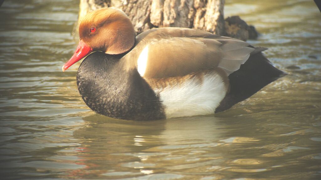 Nette rousse mâle adulte nuptial, identification