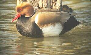 Red-crested Pochard