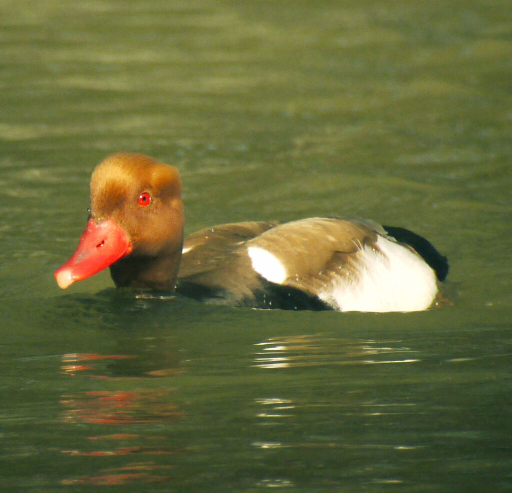 Nette rousse mâle adulte nuptial, identification