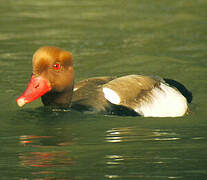 Red-crested Pochard