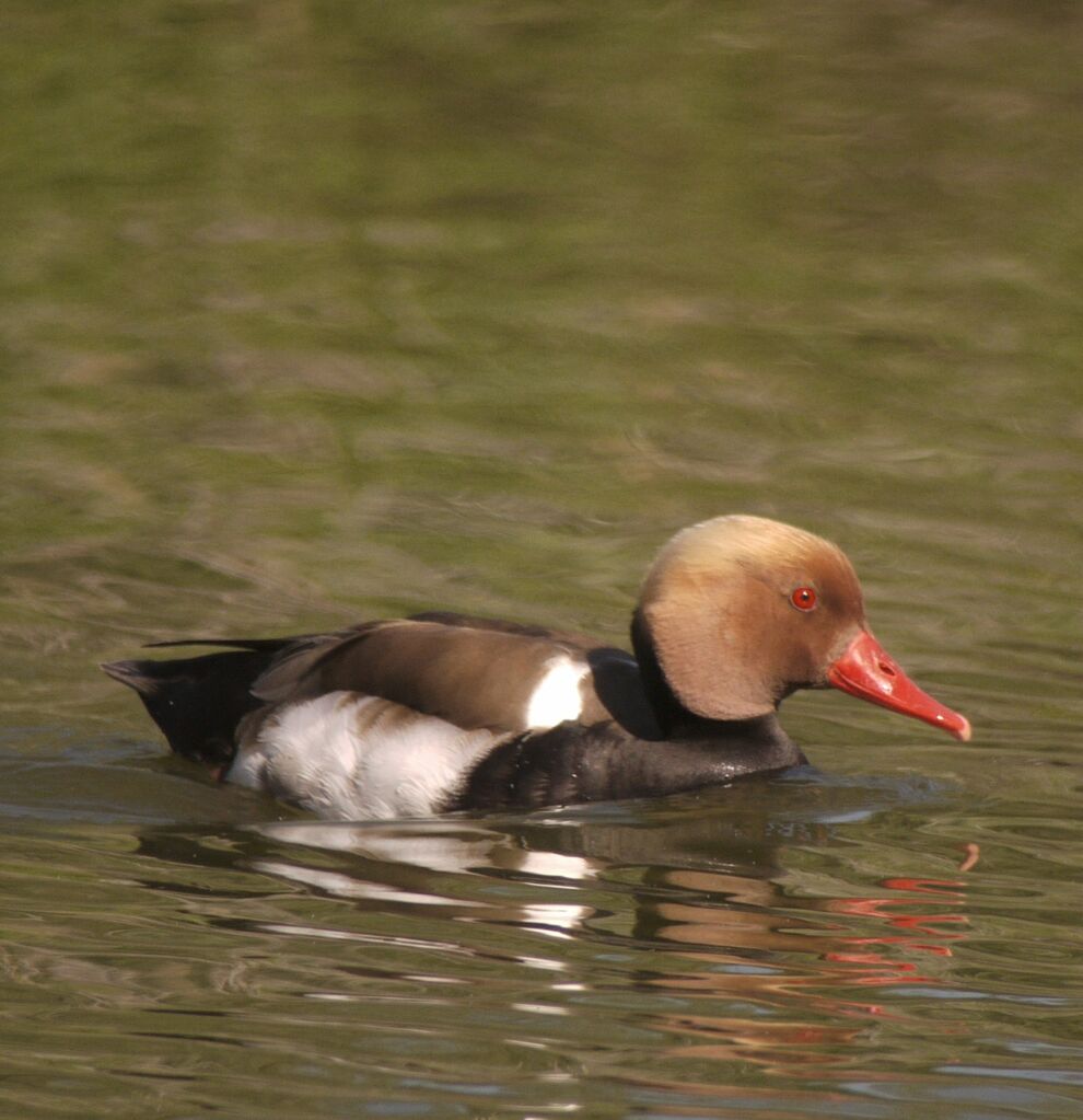 Red-crested Pochard male adult breeding, identification