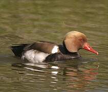 Red-crested Pochard