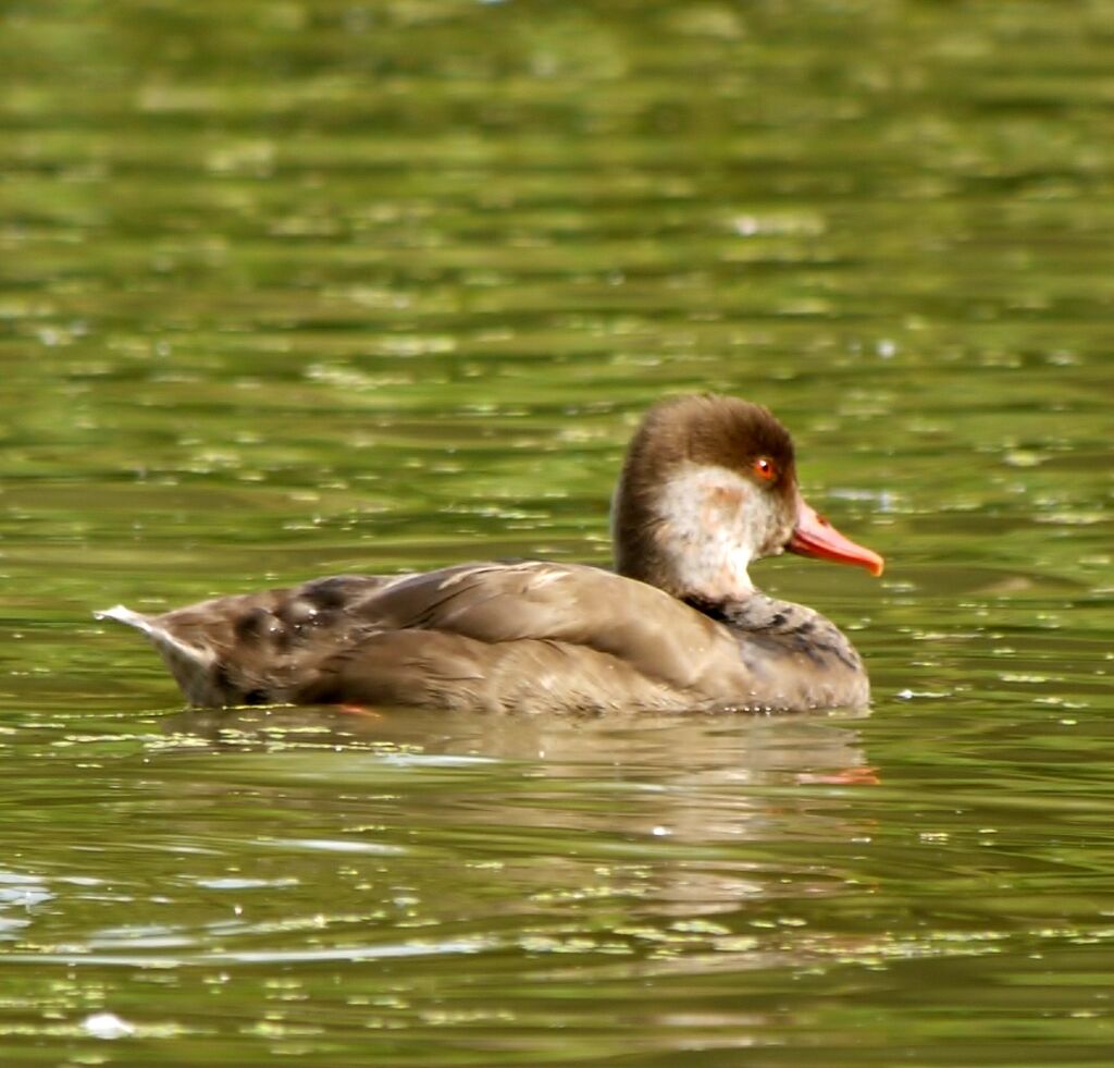 Red-crested Pochard male adult post breeding, identification