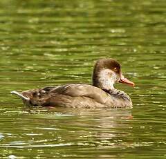 Nette rousse