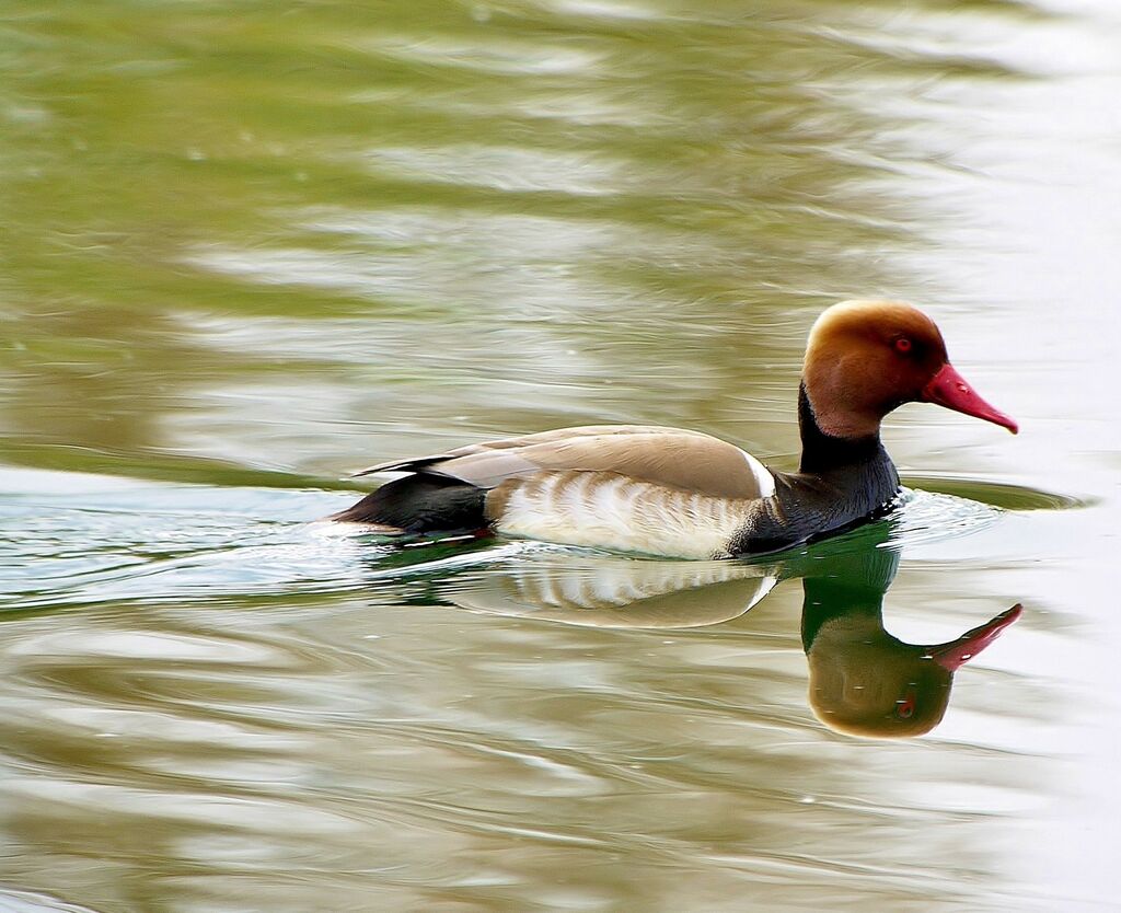 Red-crested Pochard male, identification