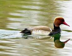 Red-crested Pochard