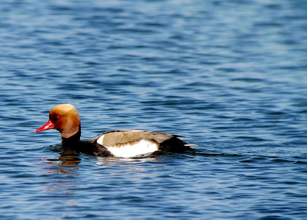 Nette rousse mâle adulte nuptial