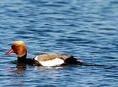 Red-crested Pochard