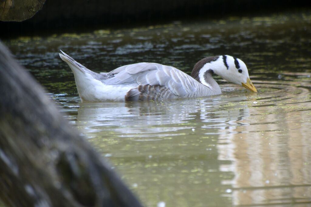 Bar-headed Gooseadult breeding, identification