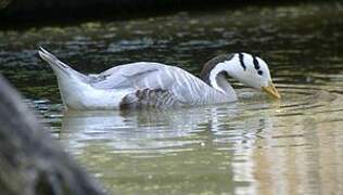 Bar-headed Goose