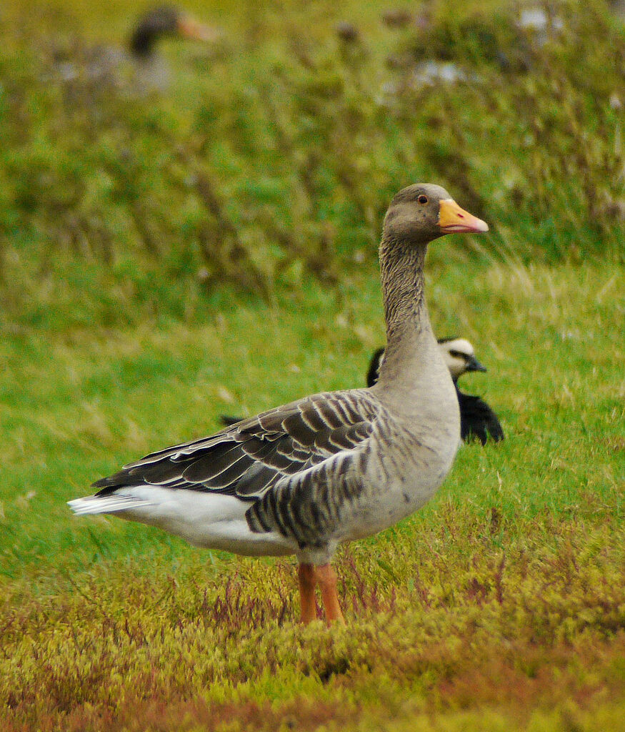 Oie cendrée, identification