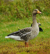 Greylag Goose