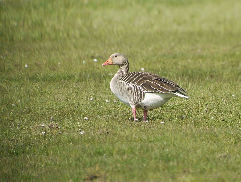 Greylag Goose male adult breeding, identification