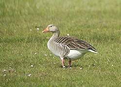 Greylag Goose