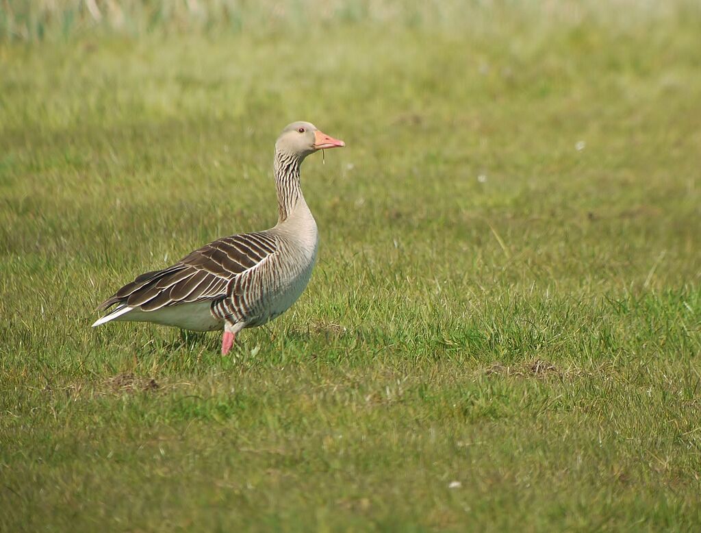 Oie cendrée mâle adulte nuptial, identification