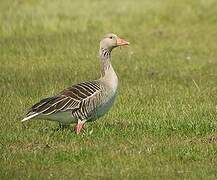 Greylag Goose