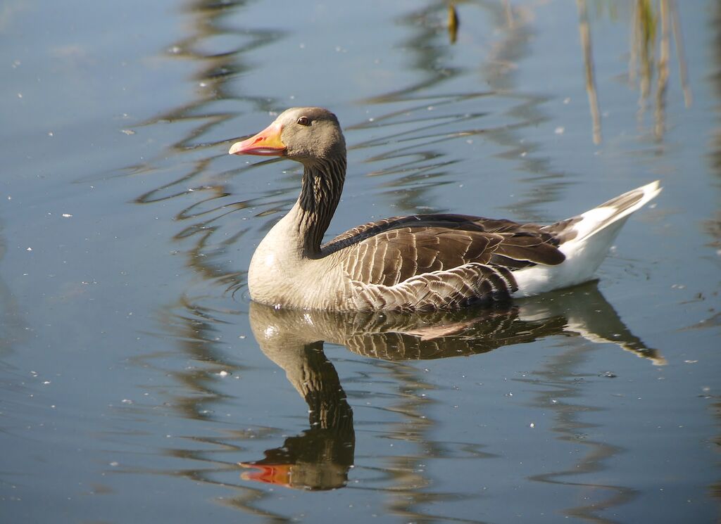 Greylag Gooseadult breeding, identification