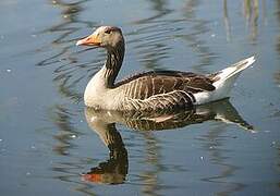 Greylag Goose