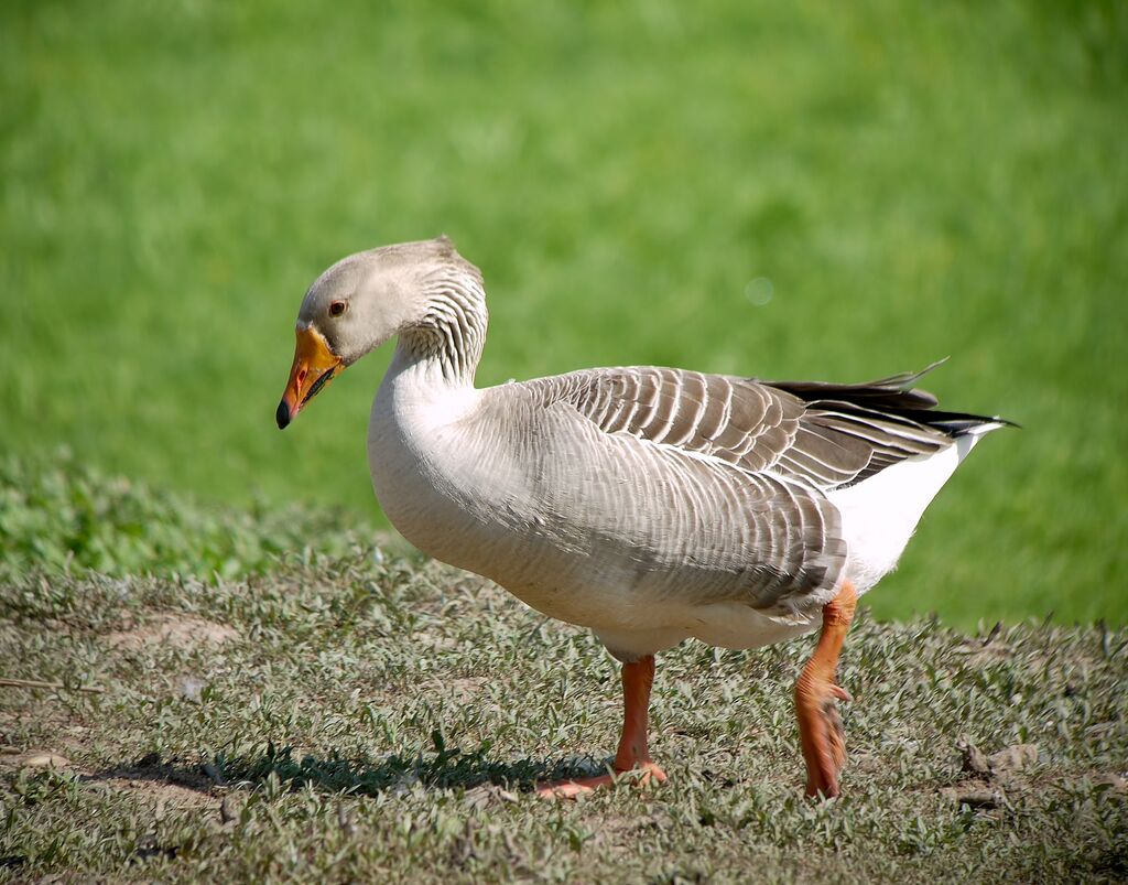 Greylag Goose