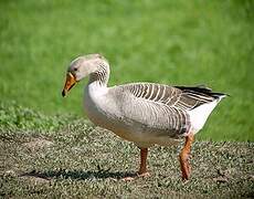 Greylag Goose