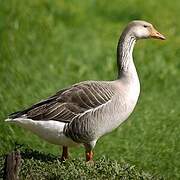 Greylag Goose