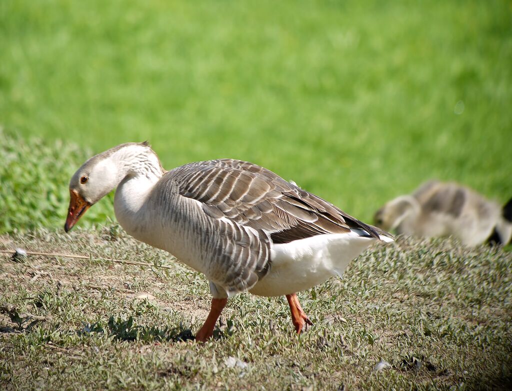 Greylag Gooseadult, identification