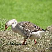 Greylag Goose