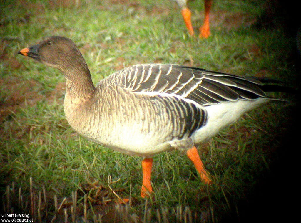 Tundra Bean Goose, close-up portrait