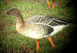 Tundra Bean Goose