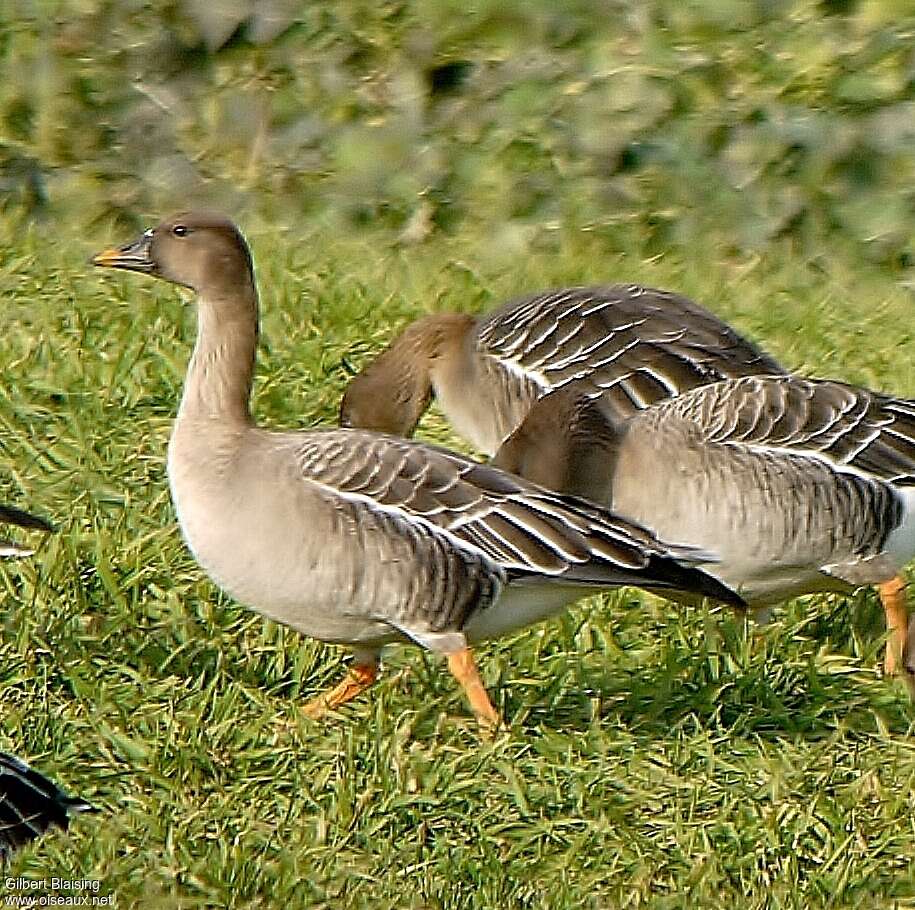 Oie de la toundra, identification