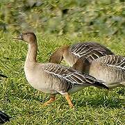 Tundra Bean Goose