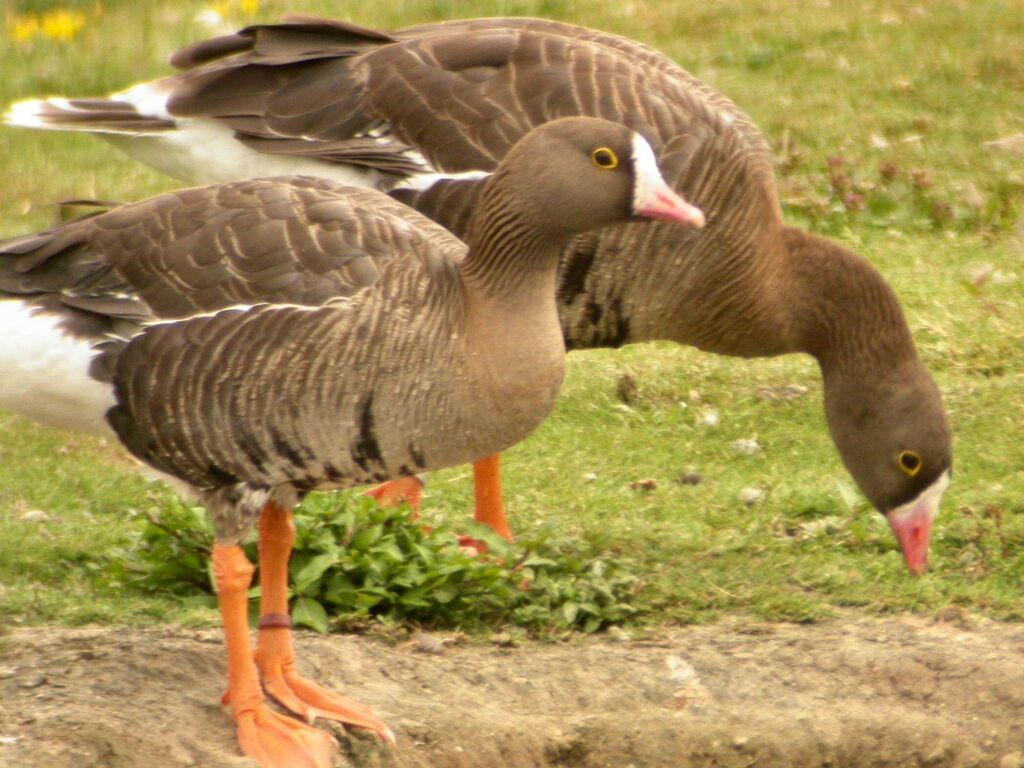 Lesser White-fronted Goose