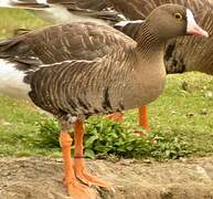 Lesser White-fronted Goose