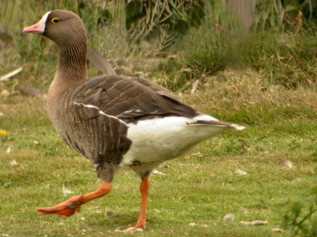 Lesser White-fronted Goose