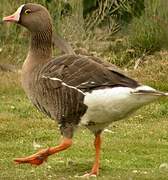 Lesser White-fronted Goose