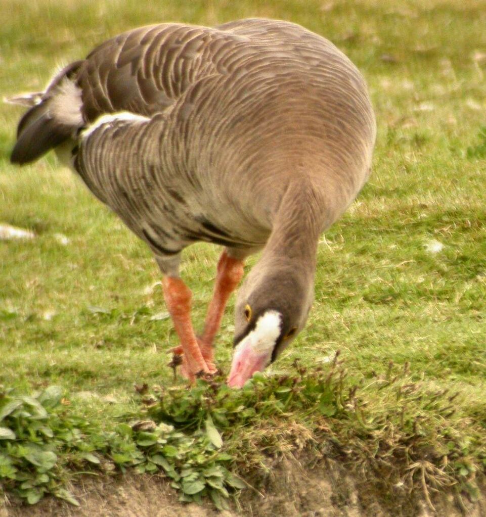 Lesser White-fronted Goose